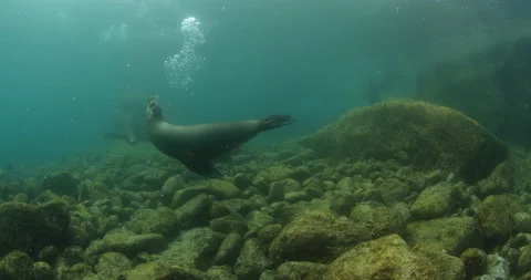 Sea lion in  the sea of cortez. Stock Footage 163534026