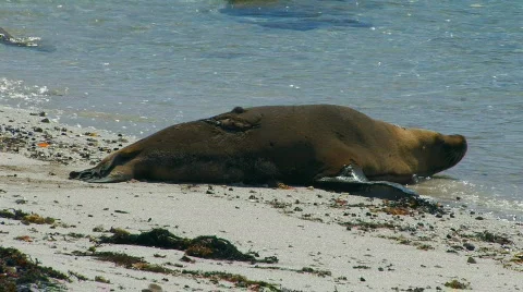 Sea Lion with Shark Bite Stock Footage