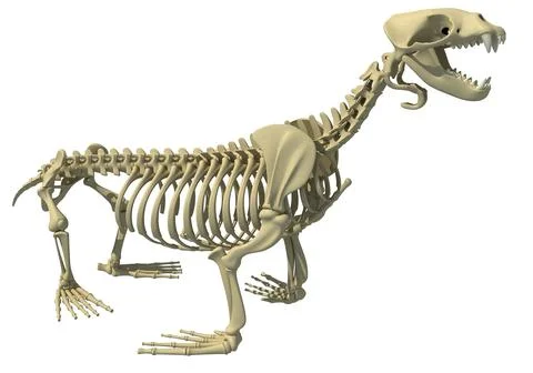 Sea Lion Skeleton 3D Model