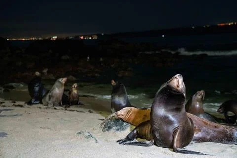 Sea lion sleeping while facing up while on a sandy beach Stock Photos