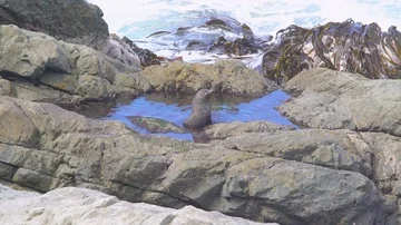 Sea lion in small pool on rocks Stock Footage 85490836