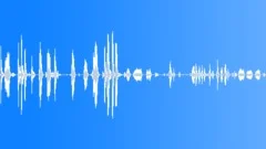 Sea lion Sound Effect
