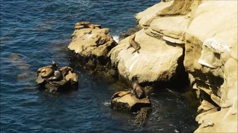 Sea Lion Sunbathing Stock Footage 52678857