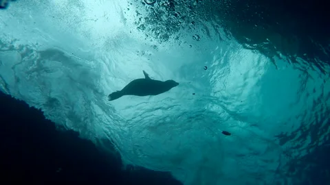 Sea Lion in the surface Stock Footage 157994864