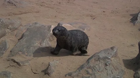 Sea lion walking around the stones to searching perhaps food Stock Footage 59189061