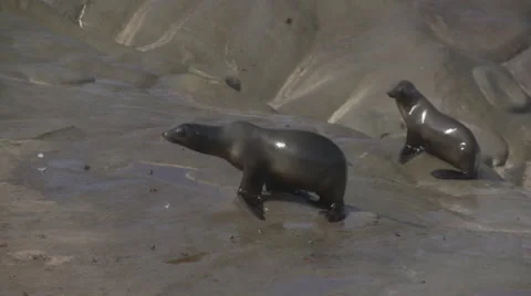 Sea Lion Walking Stock Footage 65058194