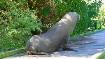 Sea lion walking Stock Footage 85491020