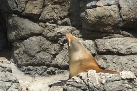 Sea lion3  動画素材 1063943