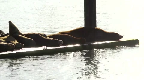 Sea Lions 2 Stock Footage 64025379