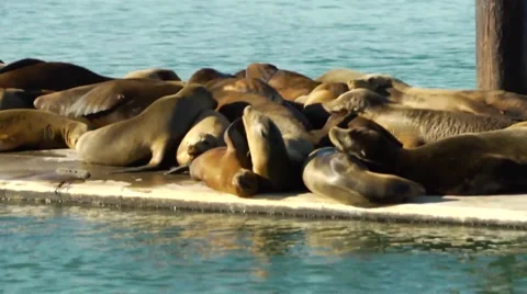Sea Lions 3 Stock Footage 64025402