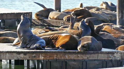 Sea lions 4k Stock Footage 48596880