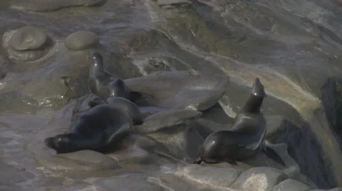 Sea Lions Basking Stock Footage 65058205