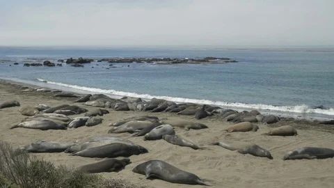 Sea lions on a beach Stock Footage 73764460