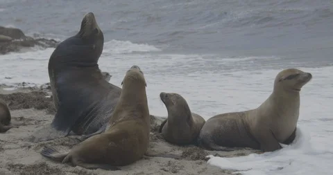 Sea lions on a beach Stock-Footage 90298874
