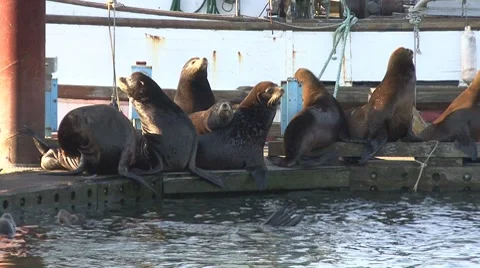 Sea Lions on a dock Stock Footage 8677152