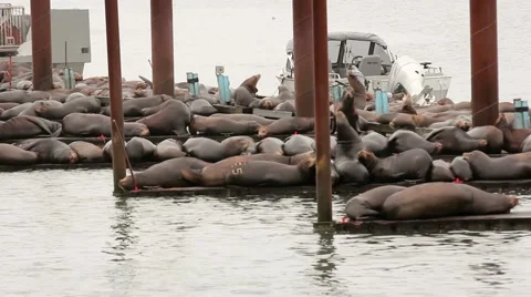 Sea lions on docks Stock Footage 56024076