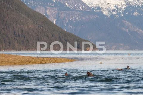 Sea lions feeding on hooligan Stock Photos