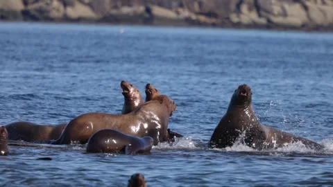 Sea lions fighting for space on small rocky island Stock Footage 345087431