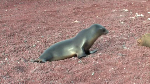 Sea lions Stock Footage 294501