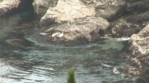 Sea lions Stock-Footage 491579