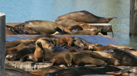 Sea Lions Stock Footage 733225