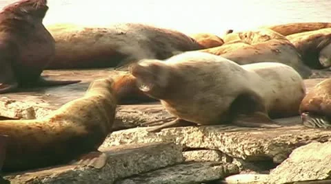 Sea lions Stock Footage 8987583