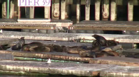 Sea Lions Stock Footage 10585193