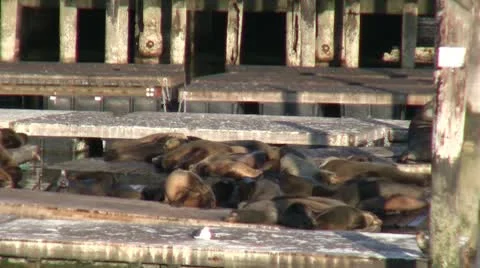 Sea Lions Stock Footage 10586036