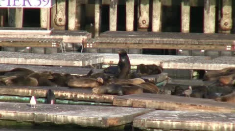 Sea Lions Stock Footage 10586046