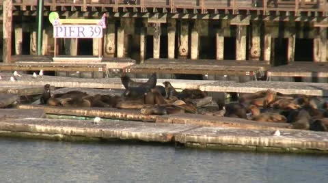 Sea Lions Stock Footage 10586066