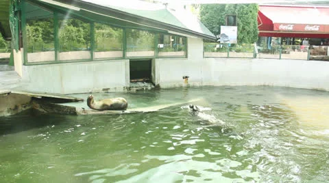 Sea Lions Video stock 24798211