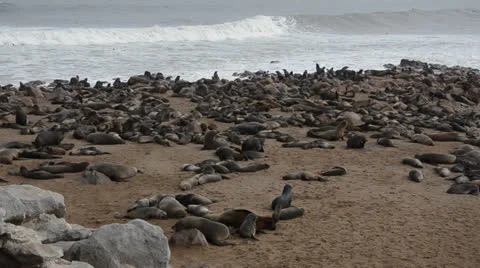 Sea lions Stock Footage 26056087