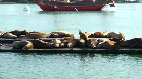 Sea Lions Stock Footage 64025387