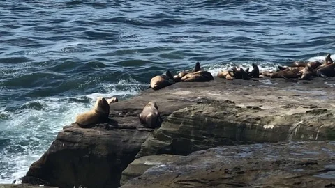 Sea lions Stock Footage 111183217