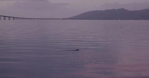Sea Lions Stock Footage 260669490