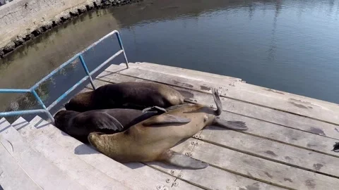 Sea Lions Stock Footage 293431988