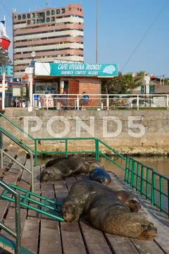 Sea Lions in Iquique Harbour Stock Photos