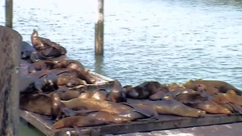 Sea lions on K dock.   Stock Footage 81576996