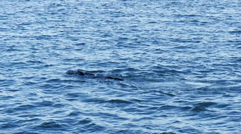 Sea lions in ocean Video stock 48596520