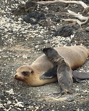 Sea Lions Stock Photos