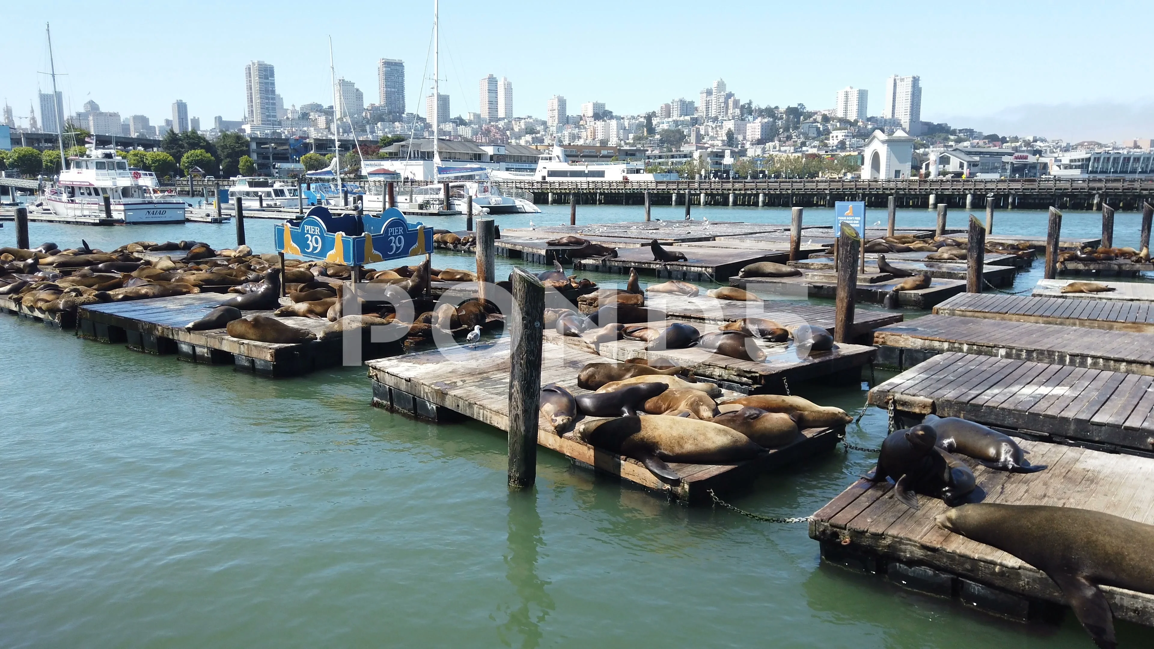 Sea Lions at Pier 39 at Fisherman`s Wharf, San Francisco, USA