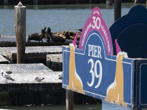 Sea lions at Pier 39 in San Francisco, USA - 17 Jun 2020 Stock Photos