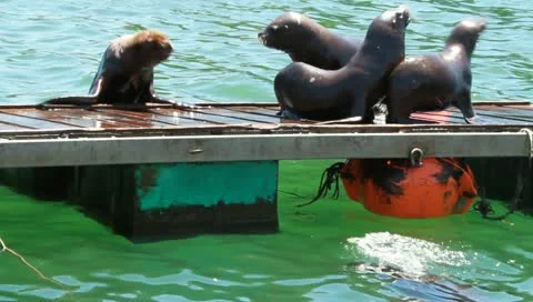 Sea lions on platform Stock Footage