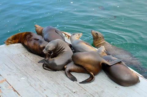 Sea lions on platform Foto stock