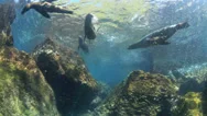 Sea Lions Playing And Swimming Underwater Stock Footage