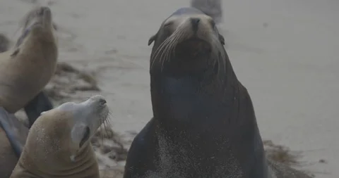 Sea lions playing on the beach 스톡 동영상 90296406