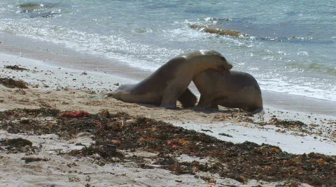 Sea Lions Playing Stock Footage 356989