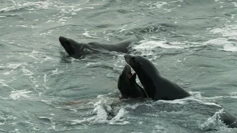 Sea Lions Playing Stock Footage 178642139