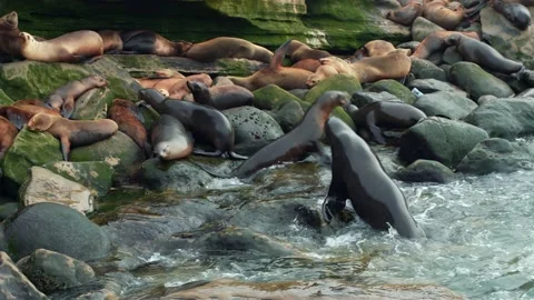 Sea Lions Playing Stock Footage 178642289