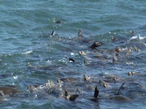 Sea lions raft in Monterey Stock Footage